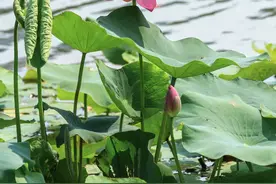 “山东邂逅美”摄影大赛｜初夏荷花图片