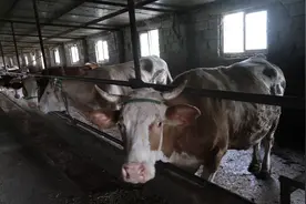 省联社烟台审计中心：“贷”动养牛户 “犇”上致富路图片