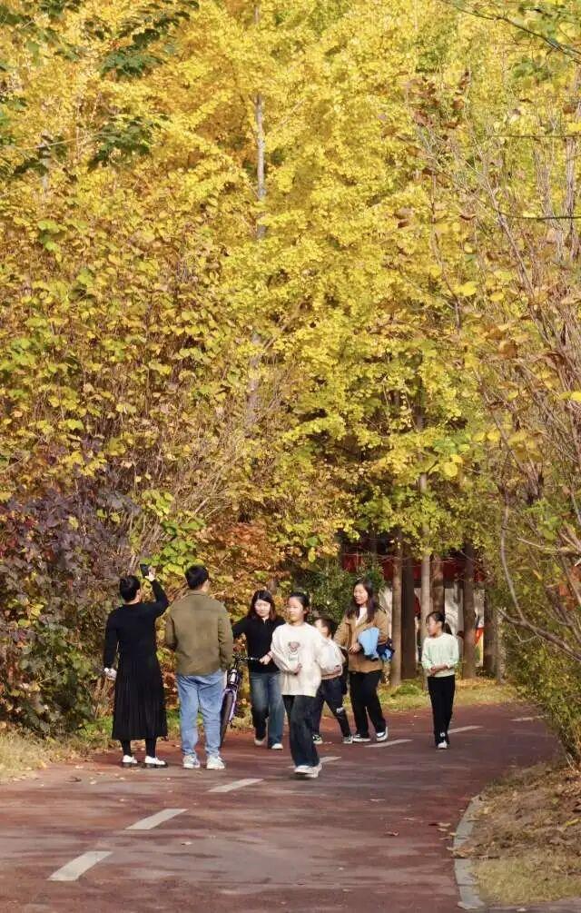 河南银杏进入“颜值巅峰”！这份捡秋攻略赶紧码住！