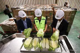 韩国政府计划自华进口1100吨大白菜以稳菜价图片