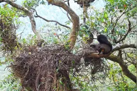 无翅膀却会“飞”！“雪山飞狐”现身云南龙陵图片