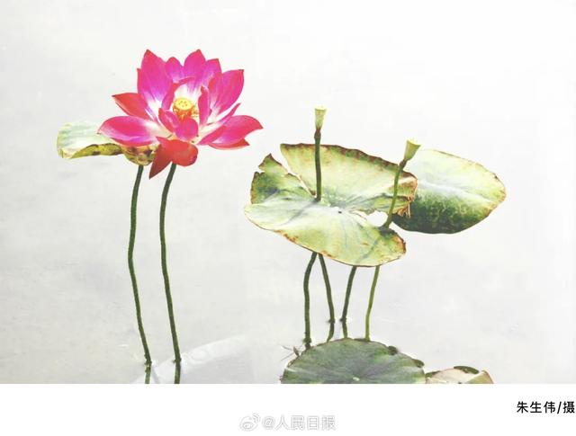 美得让人心动！快来收藏这组圆明园荷花图