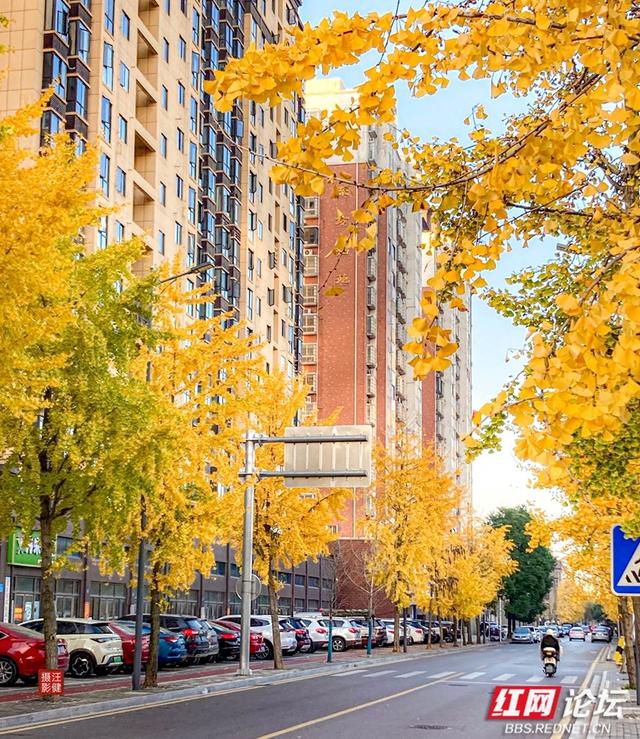 安乡深柳晨行记：踏在颜料上的初冬