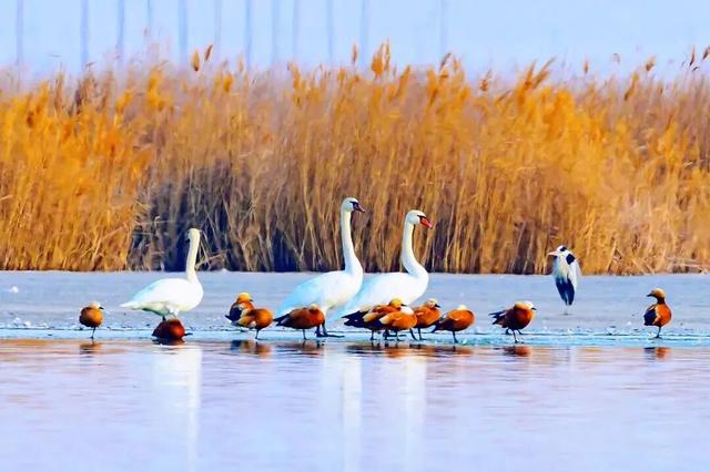 看候鸟北归，打开内蒙古的春天