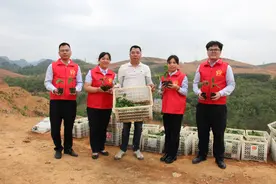 广西天等农商银行助力特色产业成为乡村振兴“强引擎”图片