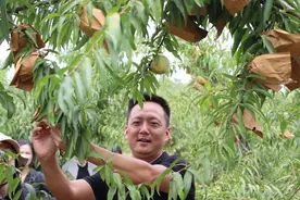 河南禹州市文殊镇：冬桃飘香 致富有路图片