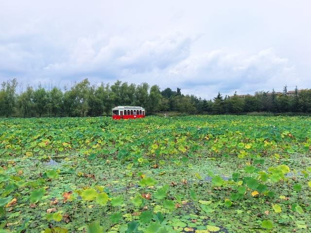 白鹭飞来白鹭湾，潮起日照展新篇