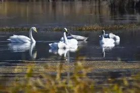 北京密云水库升级“天鹅湖” 迎来天鹅季图片