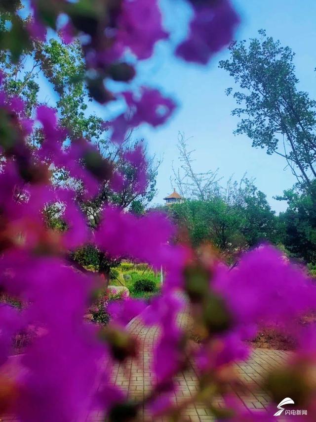 组图丨泰山虎山公园：紫薇花开 惊艳盛夏