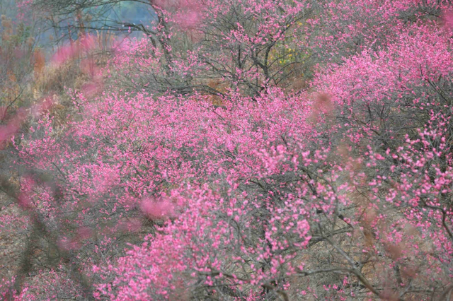 赏花去！奉化这波“梅”景，太出片→