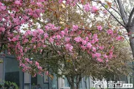 上春山‖李玉华：我和春天的约会图片