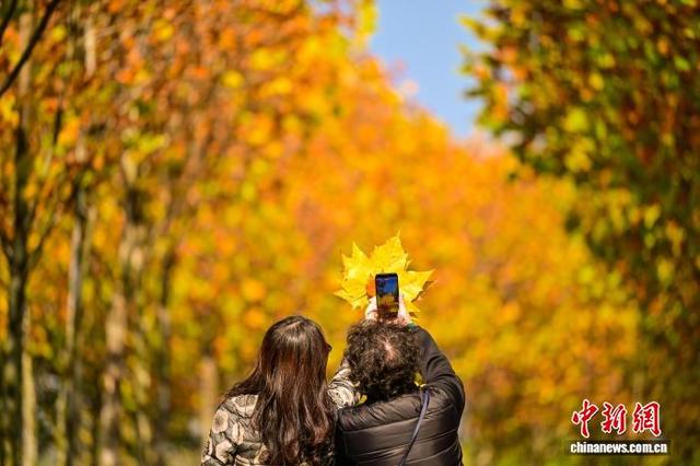 长江上游最大江心岛冬日梧桐绘就金色浪漫