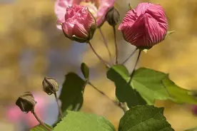 一枝独秀！济南森林公园的木芙蓉竞相开放图片