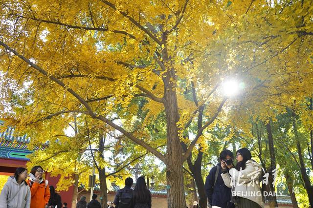拥抱秋色！地坛银杏大道游人如潮