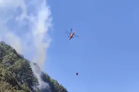 业内人士称雅江山火对当地松茸产业影响较大！当前正值生长期图片