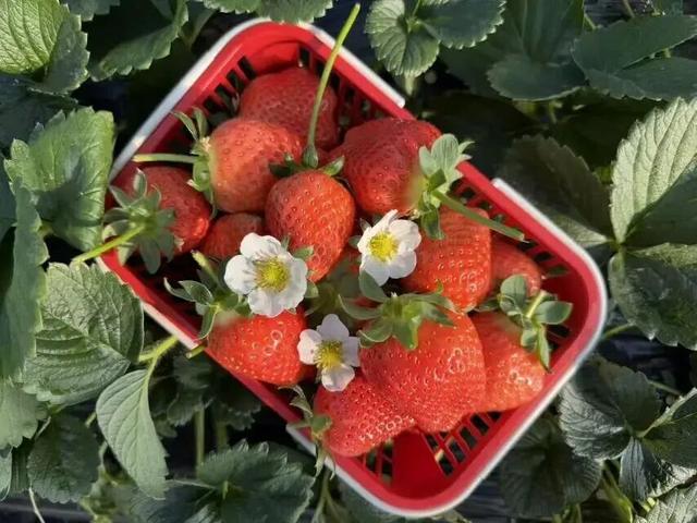 冬日限定甜蜜！草莓采摘正当时！