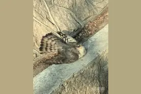 二级保护动物雀鹰遭流浪猫袭击 好心市民及时搭救图片