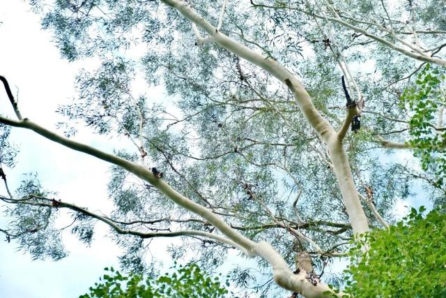 上新！珠海“顶流爱心树”浪漫升级，出片率100%！