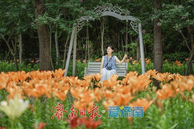 一年四季 泉在济南丨盛夏七月，济南红叶谷景区百合花迎来最佳观赏期