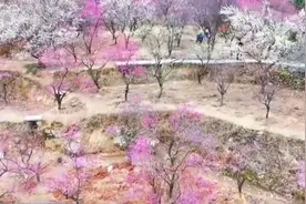 创新服务激活“春日经济”一池春水 “赏花+”释放场景式消费新活力图片