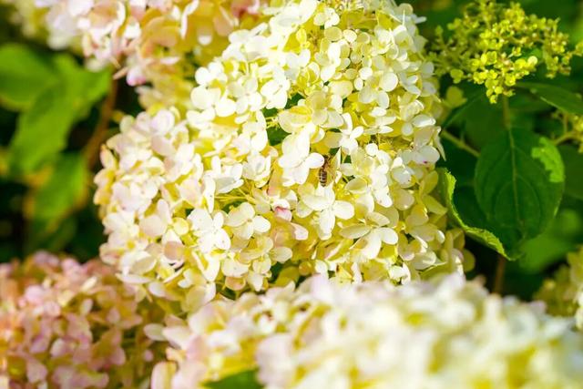 美爆了！延庆这儿的“花海”可以带回家——