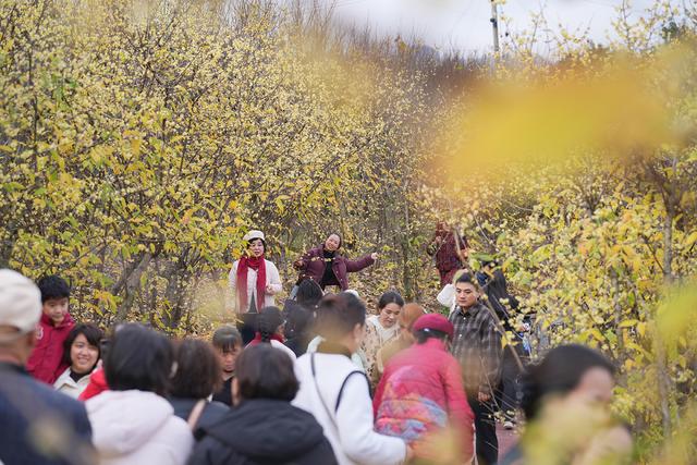 图片新闻｜北碚：蜡梅芬芳迎客来