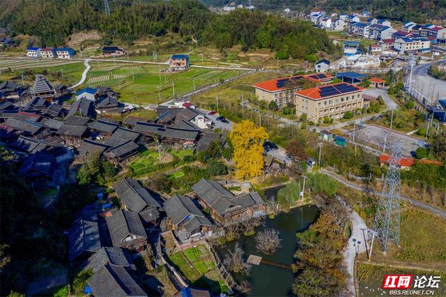 岁暖时刻丨一树千年金，解锁湖南冬日最美打开方式