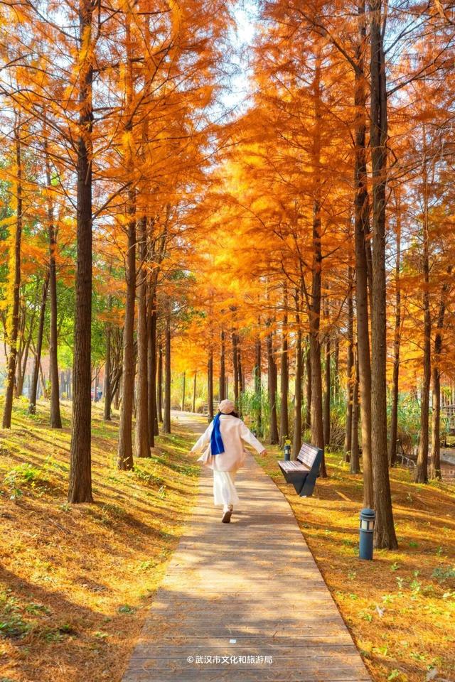 武汉这片杉树林，喀纳斯啊你！