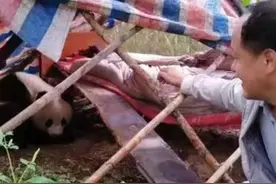 家里来贵客了！陕西野生大熊猫跑到村民家中熟睡，村民砍竹子热情款待图片