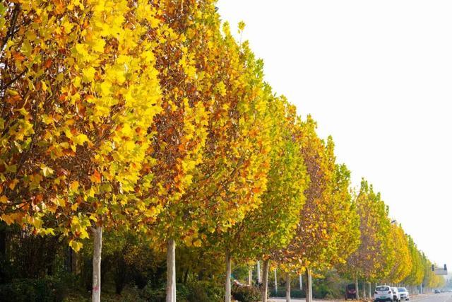 漫步街头巷尾，寻找冀南新区独有的初冬韵味