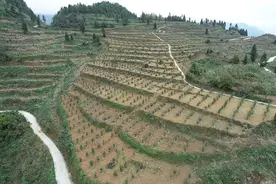 金融赋能酉阳油茶产业发展图片