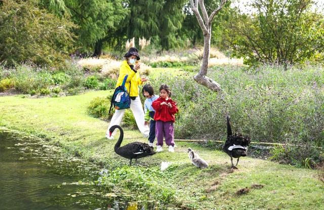 辰山植物园秋意正浓，快去欣赏这份限定秋日画卷