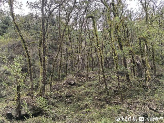 探秘泰山东御道：古道浸秋韵，溪流伴密林，保洁员日行近20公里护清幽