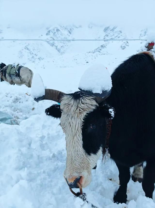 千人被困珠峰暴雪背后：疯狂徒步与失控的“内啡肽”