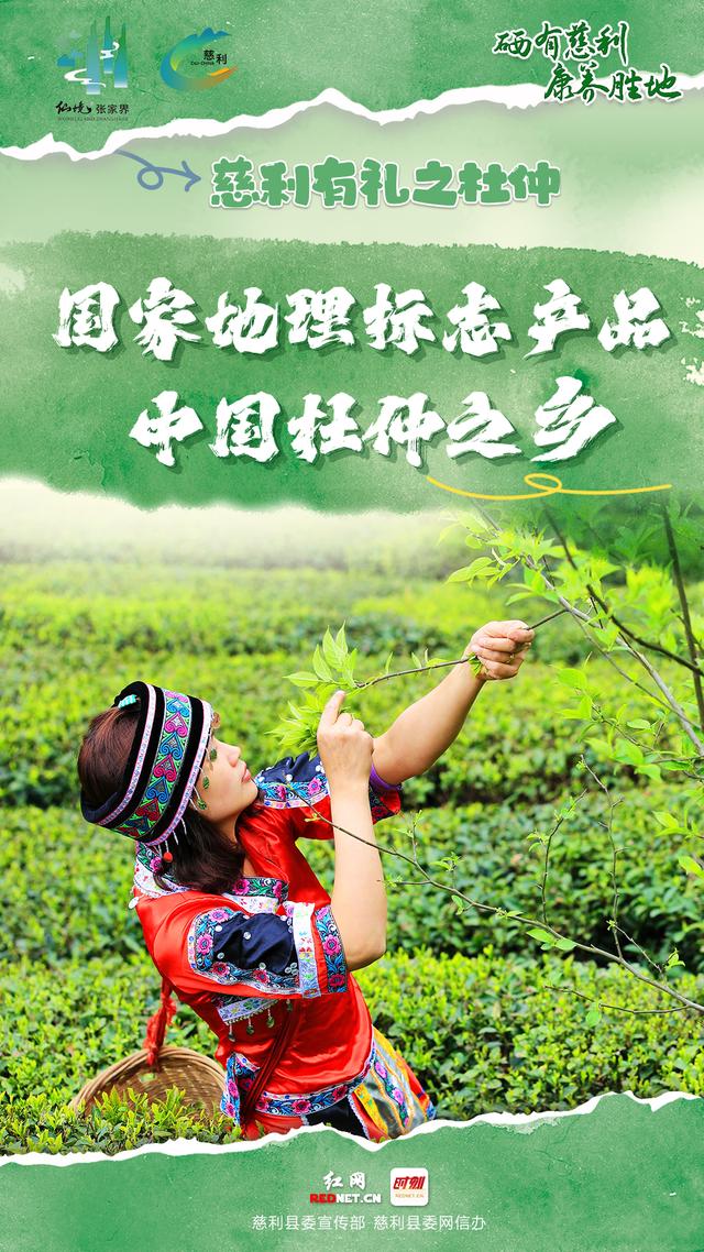 海报 | 慈利有礼 · 杜仲篇