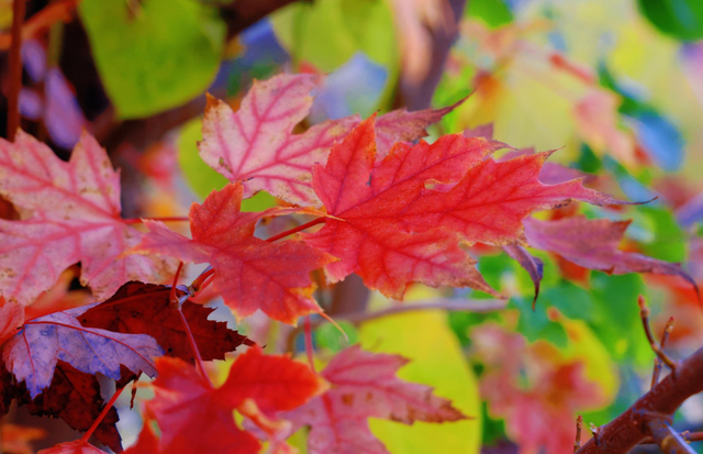 小红书上都在问地址？威海这个红枫湖美成画