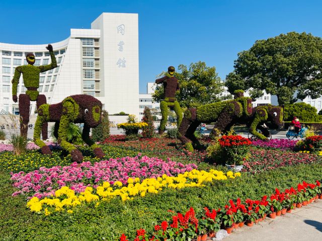 4.9万盆菊花藏在这儿！快来打卡~