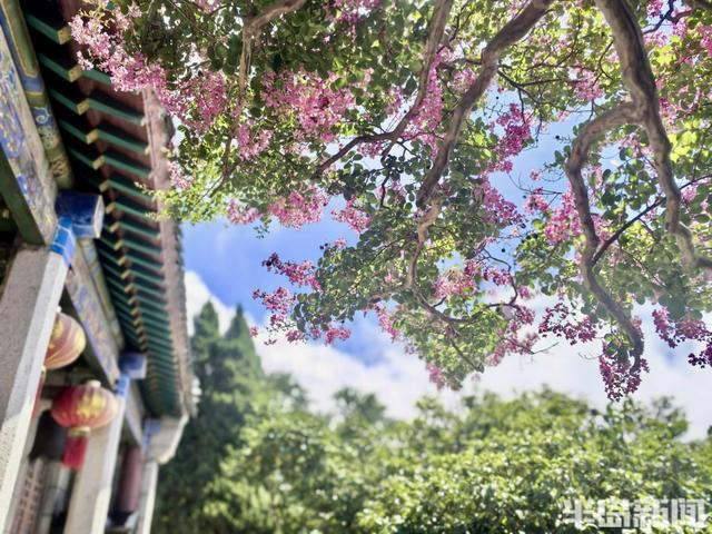 崂山明霞洞百年紫薇盛放，古木繁花绘就盛夏画卷