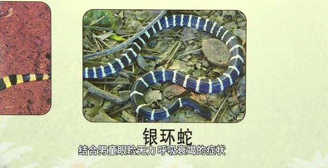 8岁男童昏迷9小时险丧命！医生靠脚踝俩小红点揪出“元凶”