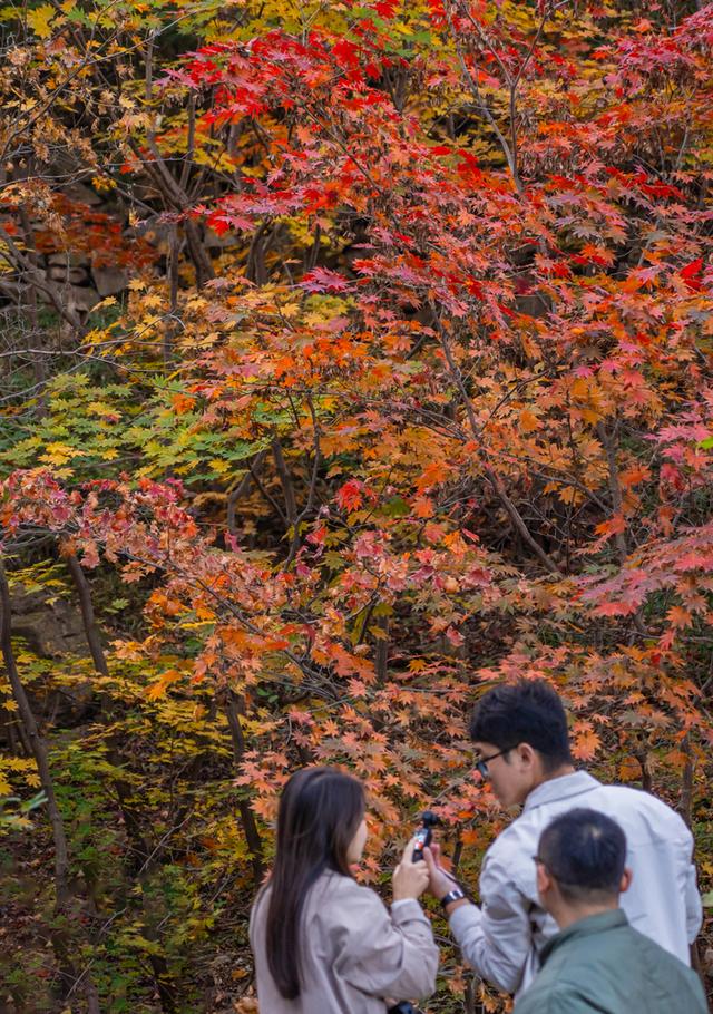 一年四季 泉在济南 | 国庆秋游新“趣”处，在九如山，把秋天“带”回家