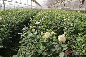 楚雄禄丰碧城镇“鲜花经济”迎来花样前景图片