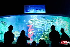 群鱼齐舞“鲸”彩同庆 国庆假期长沙海底世界邀你探秘海洋图片