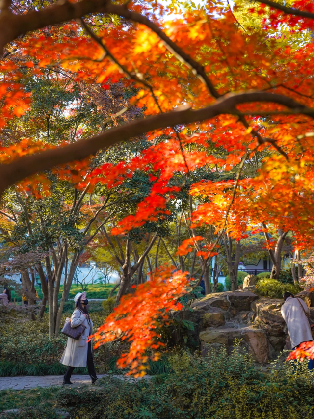 上海赏枫天花板！这座古典园林红叶浓度超标→