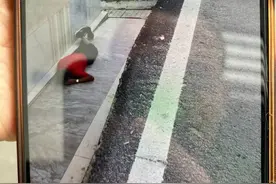 八旬老人避让车辆掉下道路受伤谁担责？法院：司机主责图片