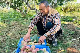 玉溪江川：冬桃丰收 促农增收图片