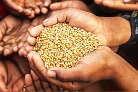 世界粮食日｜一稻一粟，当为之珍惜！图片