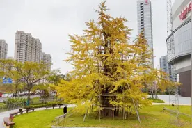 超美超出片，普陀500年古银杏正进入最佳观赏期图片