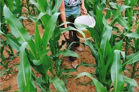 玉米追肥注意事项图片