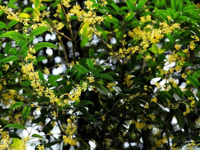 藏于鼎湖山！最老的桂花树，已美了200多年……