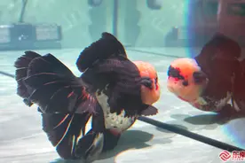 第七届金鱼大赛、福州金鱼文创大赛获奖结果出炉图片